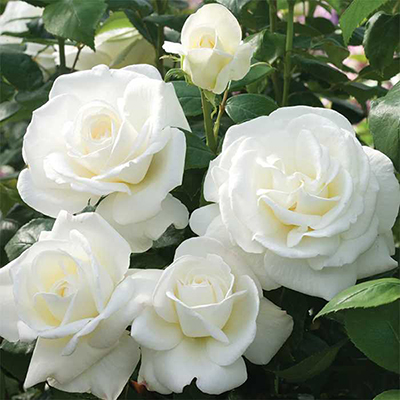 "White Rose Plant - Click here to View more details about this Product